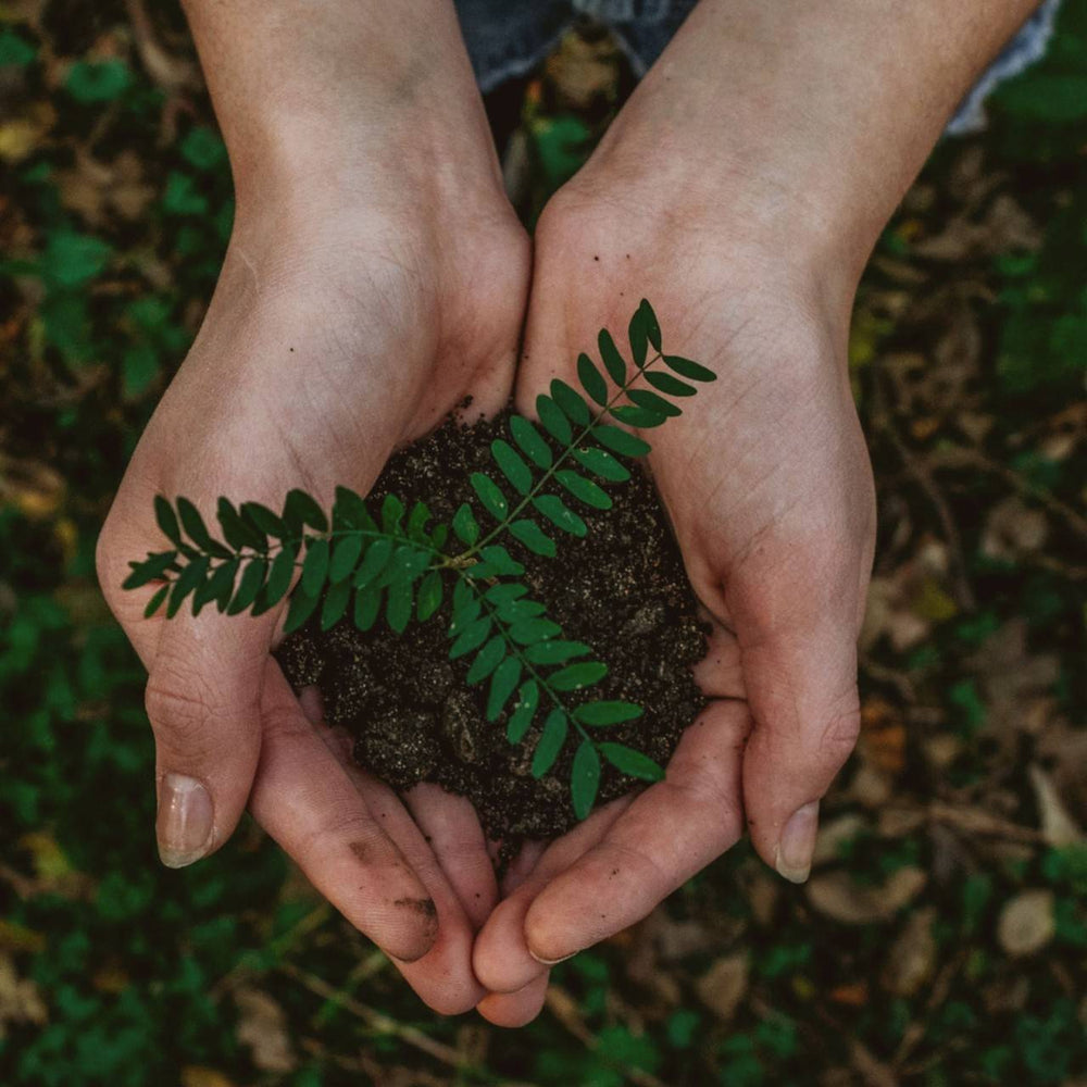 Preservação ambiental: o que é + 7 exemplos de atitudes