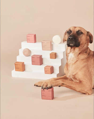 Movimento Go Vegan: conheça seu papel no meio-ambiente!